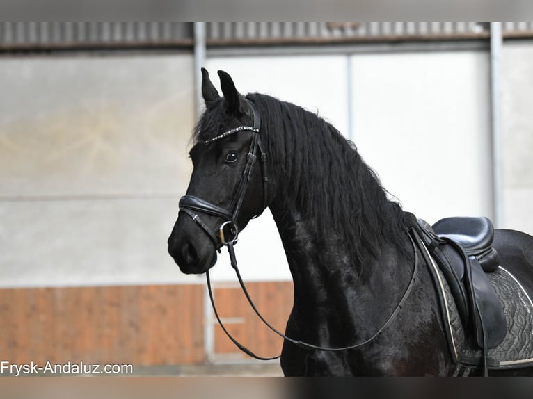 Frisone / Frisone Occidentale Giumenta 5 Anni 165 cm Morello in Mijnsheerenland