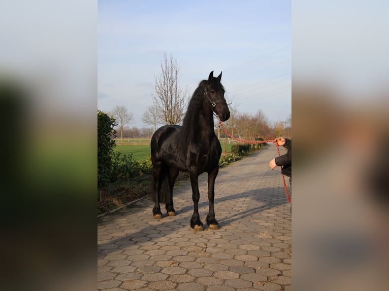 Frisone / Frisone Occidentale Giumenta 5 Anni 167 cm Morello in Valkenswaard