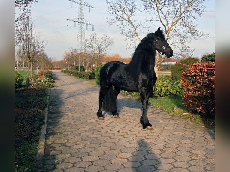 Frisone / Frisone Occidentale Giumenta 5 Anni 167 cm Morello in Valkenswaard