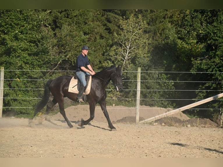 Frisone / Frisone Occidentale Mix Giumenta 5 Anni 168 cm Morello in Warsaw