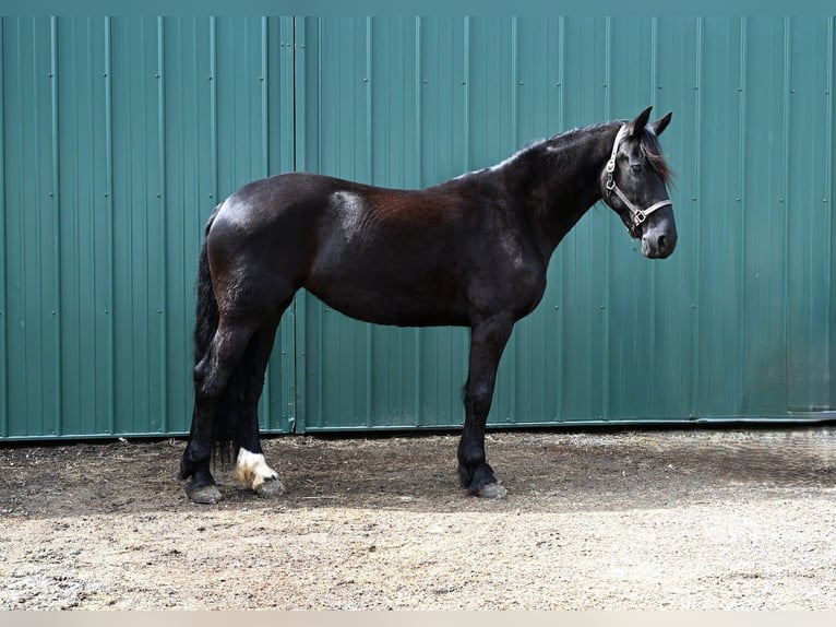 Frisone / Frisone Occidentale Mix Giumenta 5 Anni 168 cm Morello in Warsaw