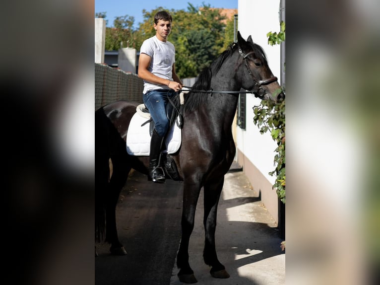 Frisone / Frisone Occidentale Mix Giumenta 5 Anni 171 cm Baio scuro in Towson