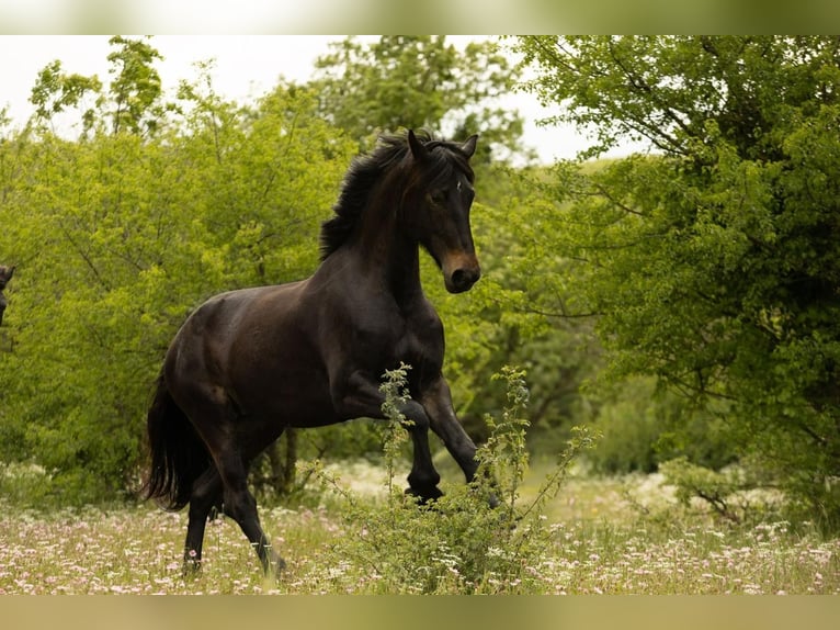 Frisone / Frisone Occidentale Mix Giumenta 5 Anni 171 cm Baio scuro in Towson