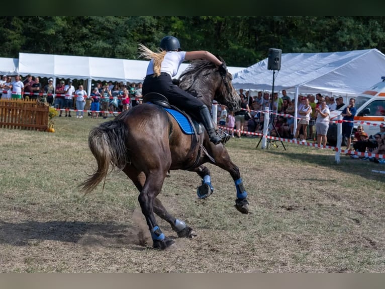 Frisone / Frisone Occidentale Mix Giumenta 5 Anni 174 cm Morello in Satu Mare, Sanislau