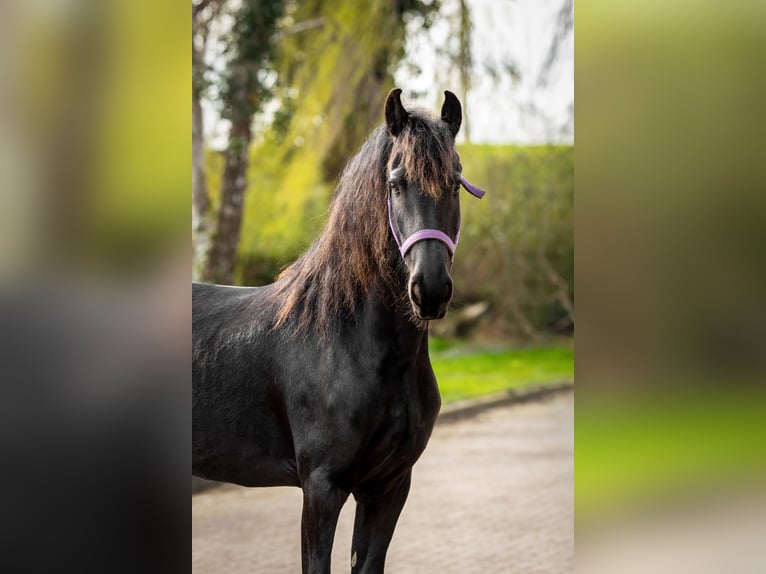 Frisone / Frisone Occidentale Giumenta 5 Anni Morello in Sint-Maartensdijk