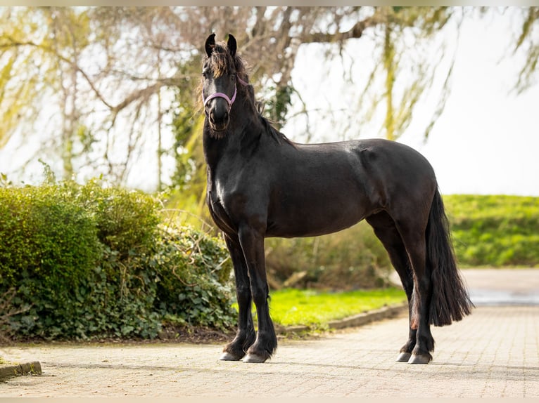 Frisone / Frisone Occidentale Giumenta 5 Anni Morello in Sint-Maartensdijk