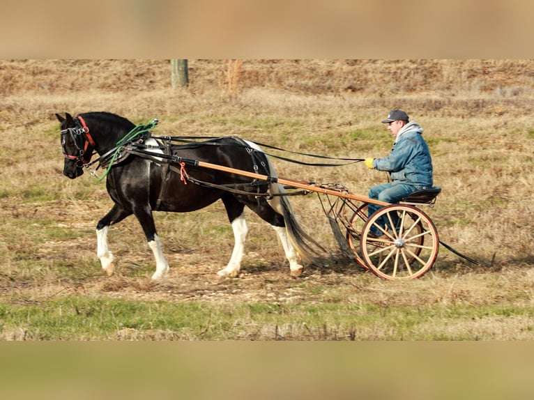 Frisone / Frisone Occidentale Giumenta 6 Anni 155 cm Pezzato in Quitman