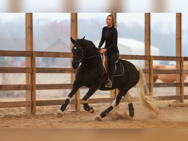 Frisone / Frisone Occidentale Giumenta 6 Anni 155 cm Pezzato in Quitman