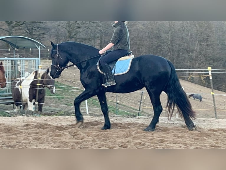 Frisone / Frisone Occidentale Mix Giumenta 6 Anni 159 cm Morello in Morsbach