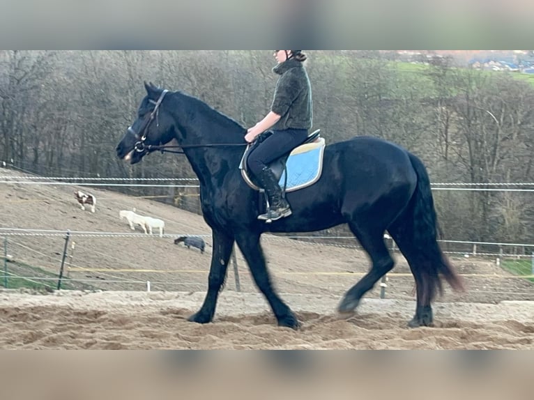 Frisone / Frisone Occidentale Giumenta 6 Anni 159 cm Morello in Morsbach