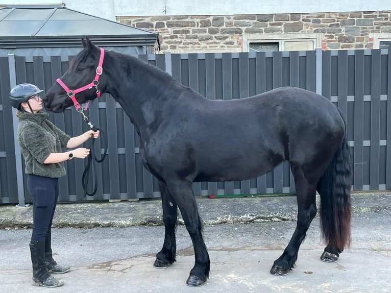 Frisone / Frisone Occidentale Giumenta 6 Anni 159 cm Morello in Morsbach