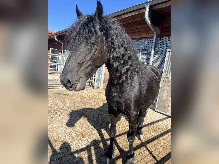 Frisone / Frisone Occidentale Giumenta 6 Anni 160 cm Morello in Holzkirchen