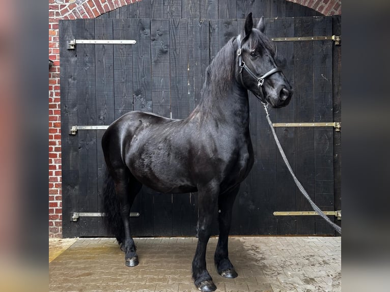 Frisone / Frisone Occidentale Giumenta 6 Anni 163 cm Morello in Heinsberg