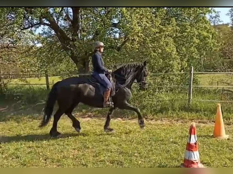 Frisone / Frisone Occidentale Giumenta 6 Anni 164 cm Morello in Hafenlohr
