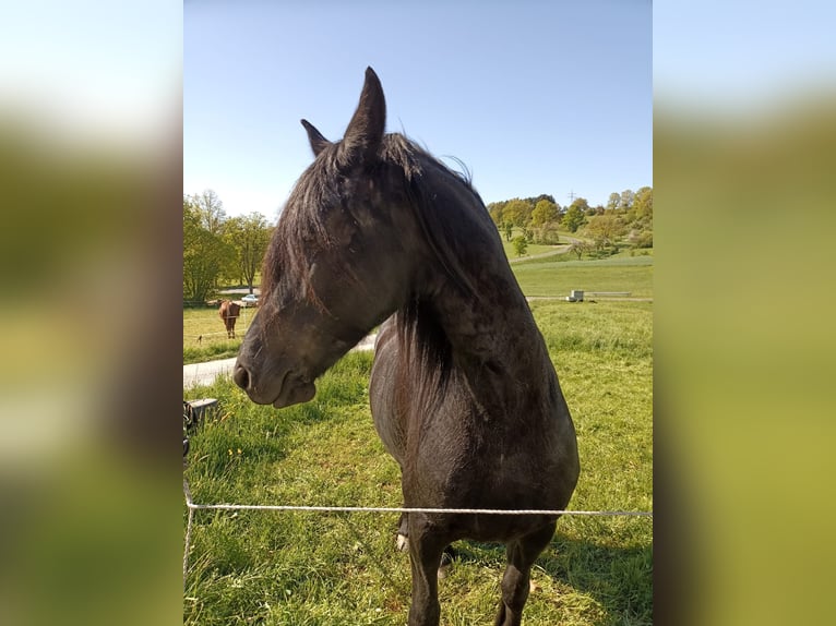 Frisone / Frisone Occidentale Giumenta 6 Anni 164 cm Morello in Hafenlohr