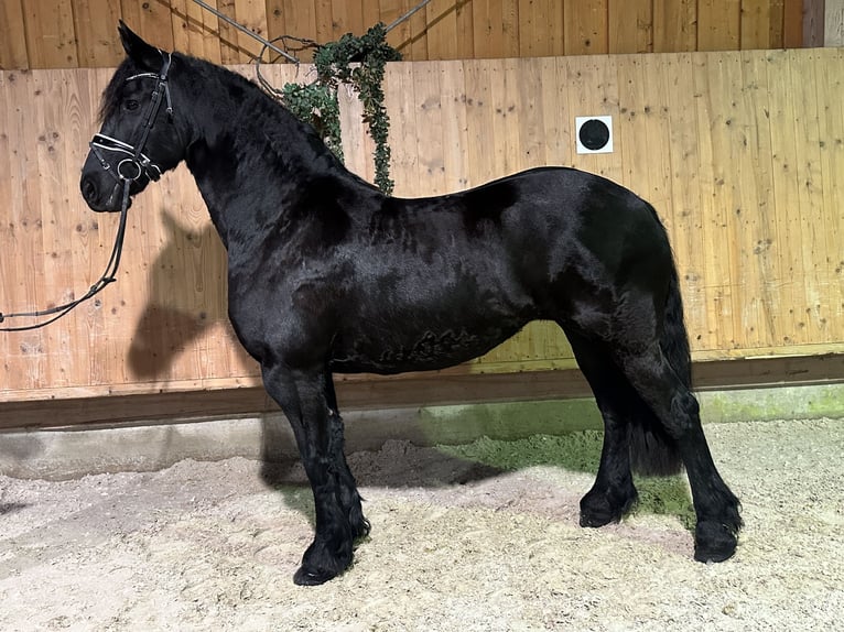 Frisone / Frisone Occidentale Giumenta 6 Anni 167 cm Morello in Riedlingen