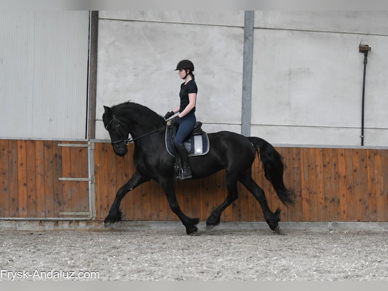 Frisone / Frisone Occidentale Giumenta 6 Anni 168 cm Morello in Mijnsheerenland