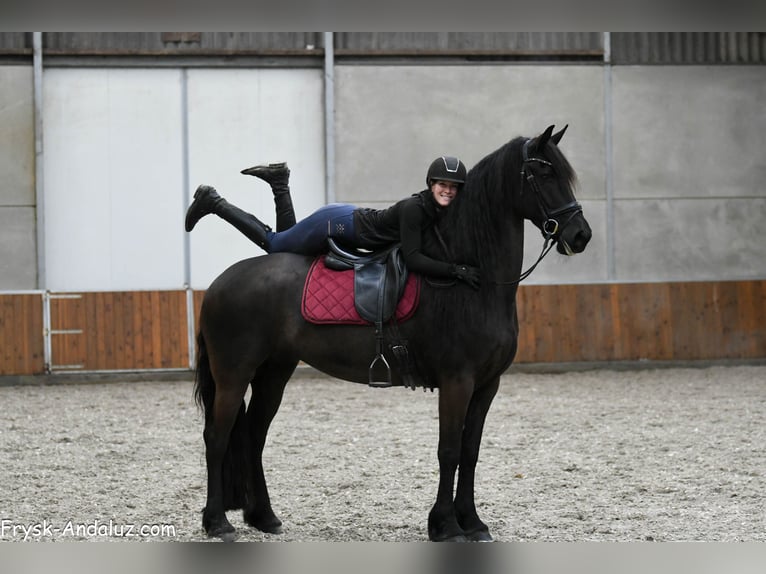 Frisone / Frisone Occidentale Giumenta 6 Anni 169 cm Morello in Mijnsheerenland