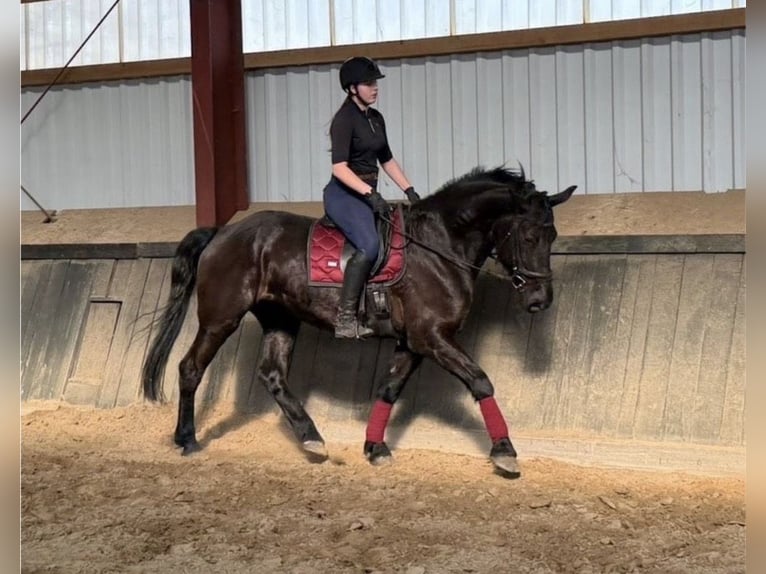 Frisone / Frisone Occidentale Mix Giumenta 6 Anni 170 cm Morello in Coesfeld