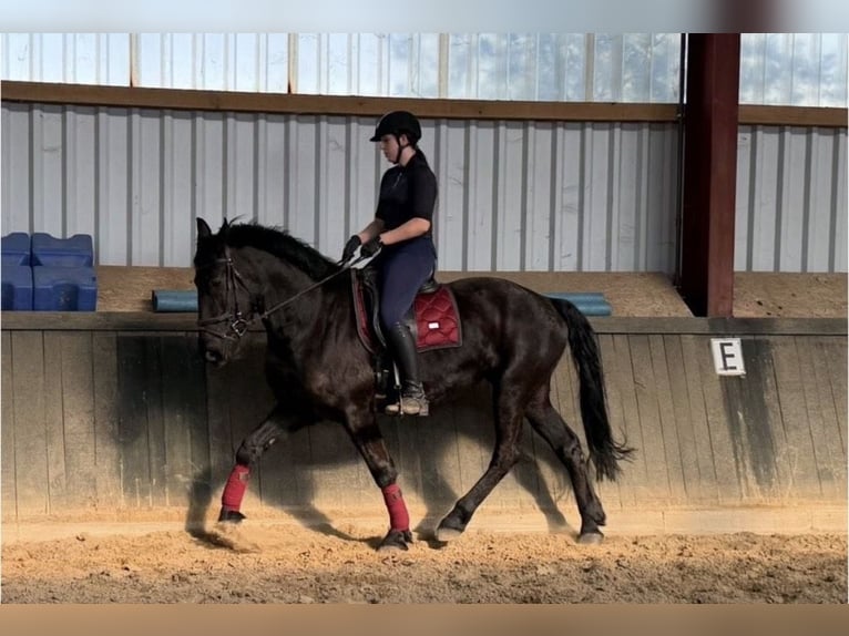 Frisone / Frisone Occidentale Mix Giumenta 6 Anni 170 cm Morello in Coesfeld