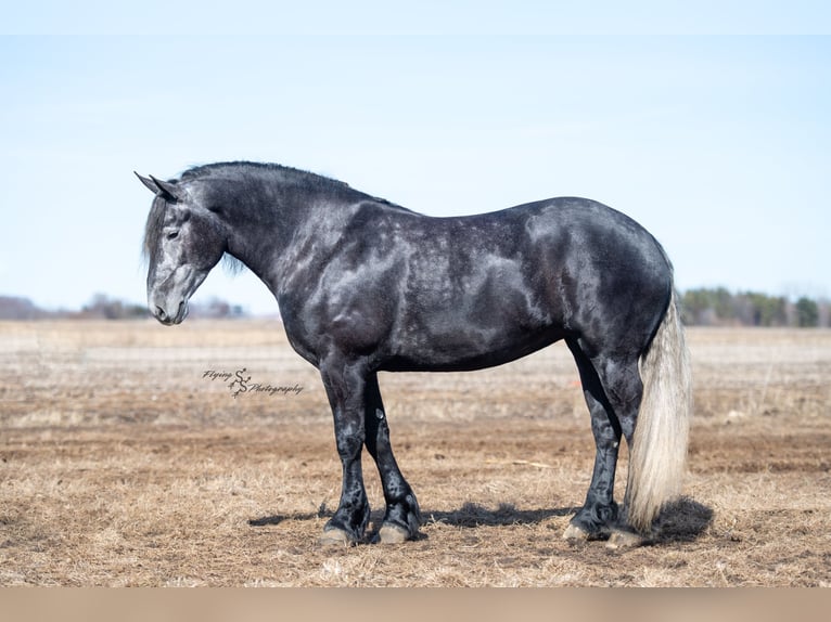 Frisone / Frisone Occidentale Giumenta 6 Anni Grigio in Fairbank IA