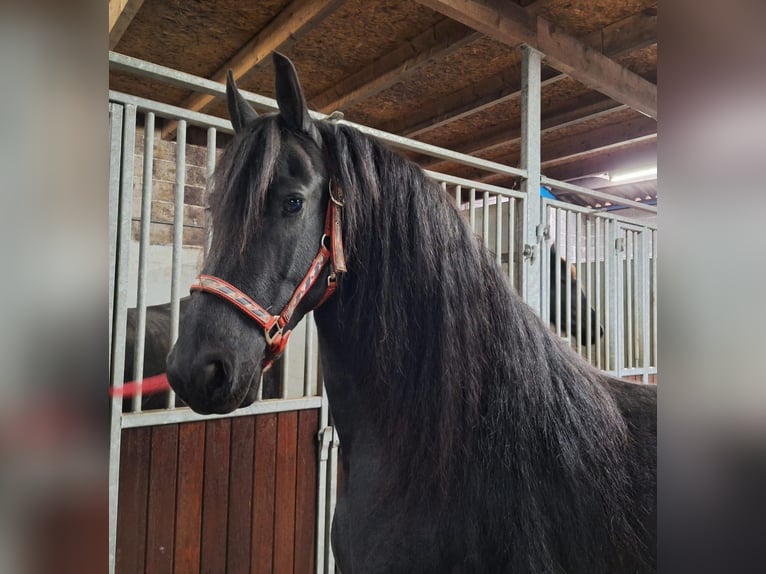 Frisone / Frisone Occidentale Giumenta 7 Anni 161 cm Morello in Dalen Frisone / Frisone Occidentale Giumenta 7 Anni 161 cm Morello in Dalen