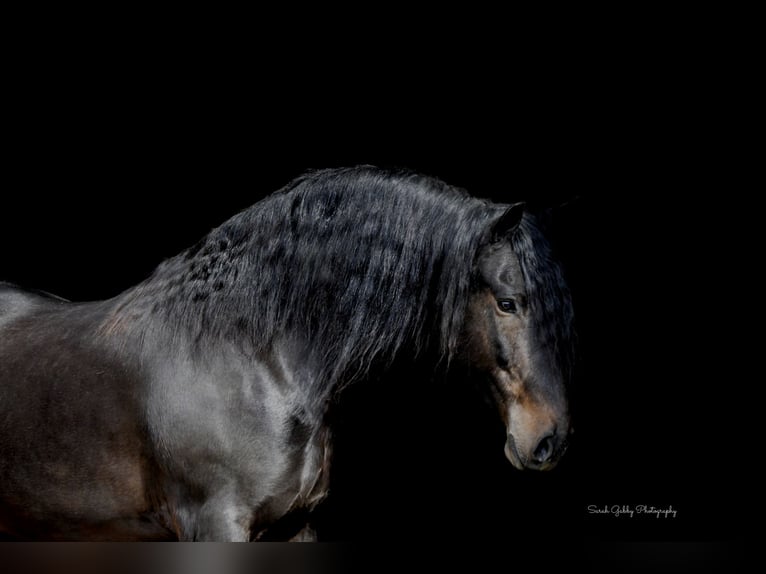 Frisone / Frisone Occidentale Giumenta 7 Anni 163 cm Morello in Oelwein