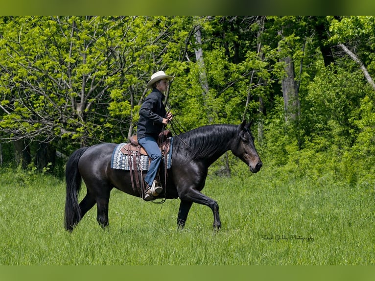 Frisone / Frisone Occidentale Giumenta 7 Anni 163 cm Morello in Oelwein