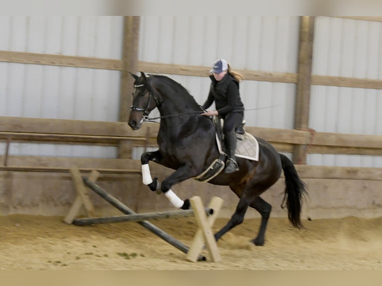 Frisone / Frisone Occidentale Giumenta 7 Anni 163 cm Morello in Oelwein