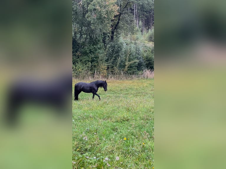 Frisone / Frisone Occidentale Giumenta 7 Anni 164 cm  in Bad Griesbach im Rottal
