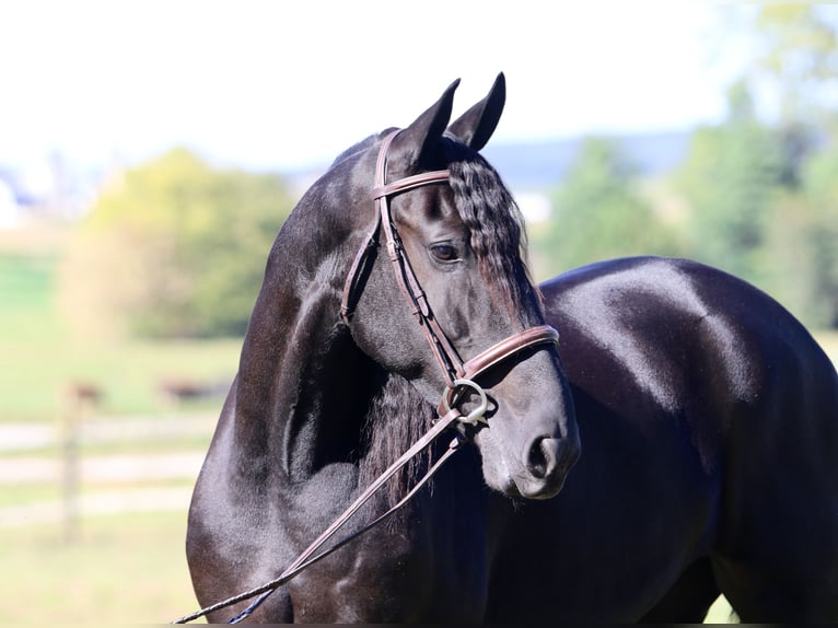 Frisone / Frisone Occidentale Mix Giumenta 7 Anni 165 cm Morello in Gap