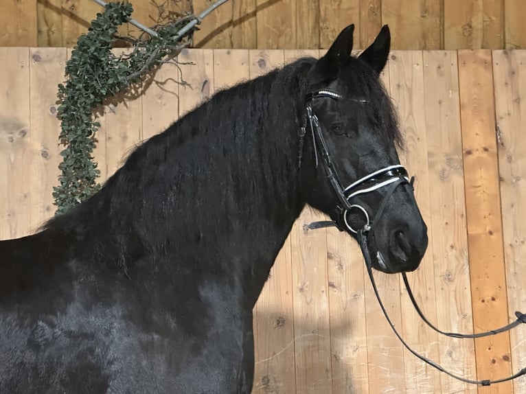 Frisone / Frisone Occidentale Giumenta 7 Anni 167 cm Morello in Riedlingen