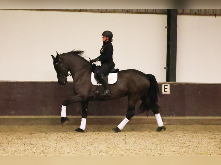 Frisone / Frisone Occidentale Giumenta 7 Anni 168 cm Morello in Zuid-Beijerland