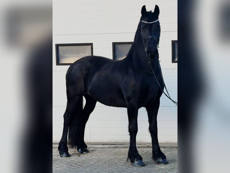 Frisone / Frisone Occidentale Giumenta 8 Anni 162 cm Morello in Someren