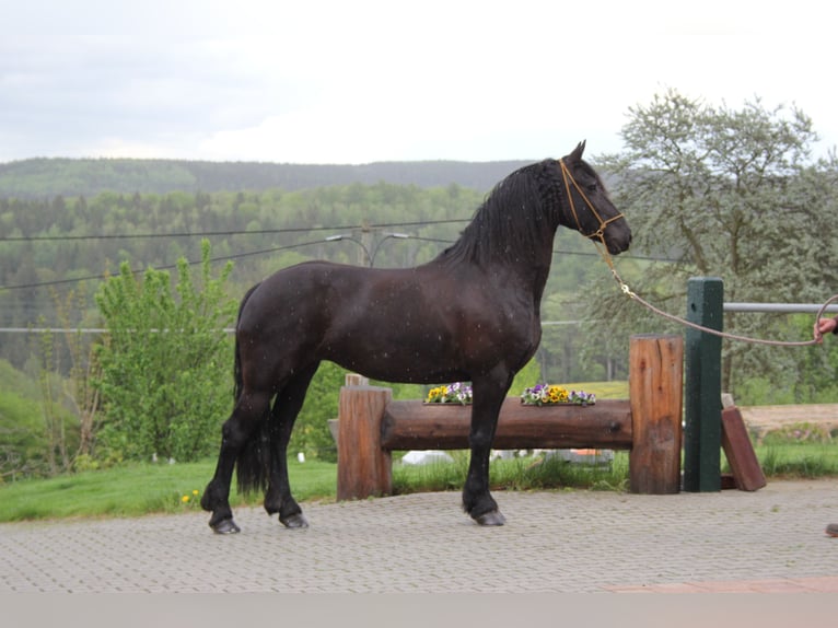 Frisone / Frisone Occidentale Giumenta 8 Anni 163 cm Morello in Marienberg