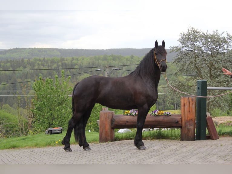 Frisone / Frisone Occidentale Giumenta 8 Anni 163 cm Morello in Marienberg