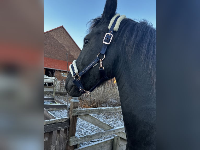Frisone / Frisone Occidentale Giumenta 8 Anni 164 cm Morello in Greifswald