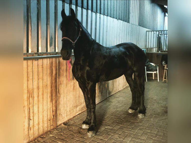 Frisone / Frisone Occidentale Giumenta 8 Anni 165 cm Morello in Olching