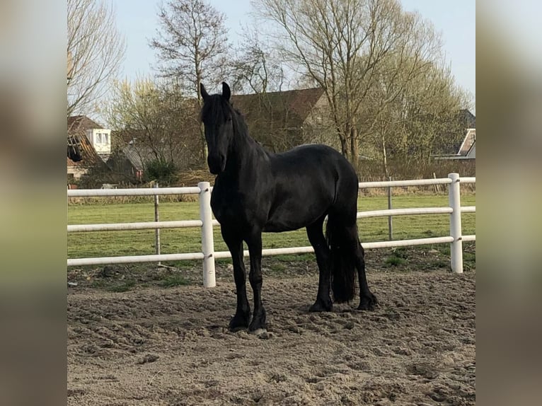 Frisone / Frisone Occidentale Giumenta 8 Anni 165 cm Morello in Olching