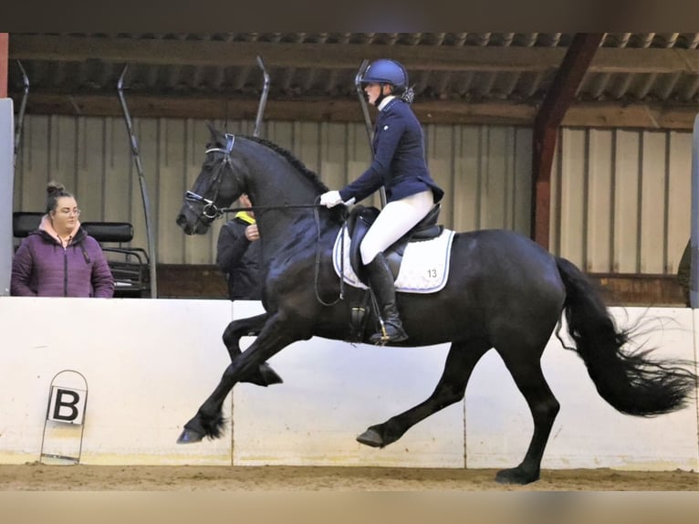 Frisone / Frisone Occidentale Giumenta 8 Anni 165 cm Morello in Harlingen