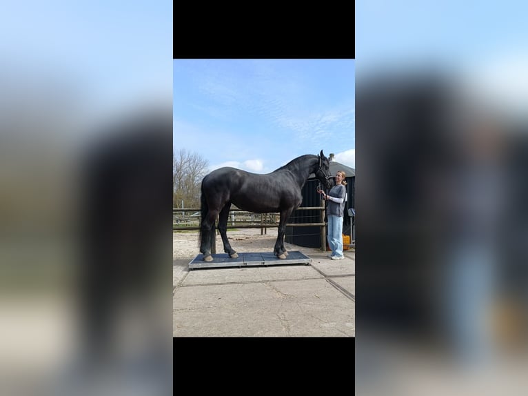 Frisone / Frisone Occidentale Giumenta 8 Anni 167 cm Morello in Castricum