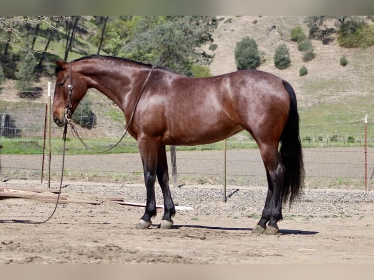 Frisone / Frisone Occidentale Giumenta 9 Anni 152 cm Baio roano in Paicines CA