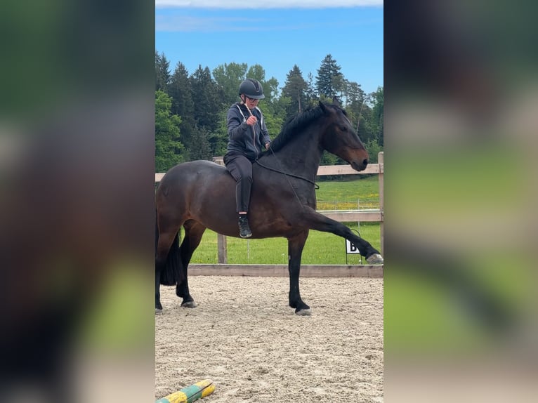 Frisone / Frisone Occidentale Mix Giumenta 9 Anni 160 cm Baio scuro in Horgen