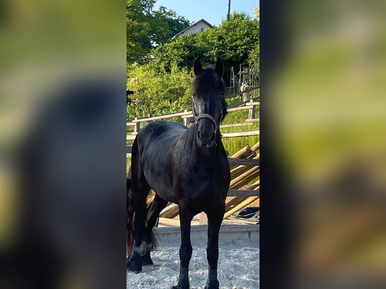 Frisone / Frisone Occidentale Giumenta 9 Anni 160 cm Morello in Novo mesto