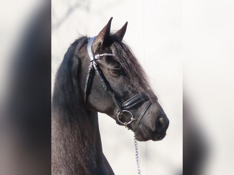 Frisone / Frisone Occidentale Giumenta 9 Anni 163 cm Morello in Stegeren