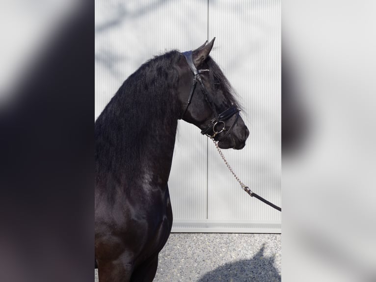Frisone / Frisone Occidentale Giumenta 9 Anni 163 cm Morello in Stegeren