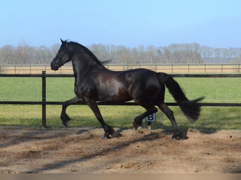 Frisone / Frisone Occidentale Giumenta 9 Anni 163 cm Morello in Stegeren