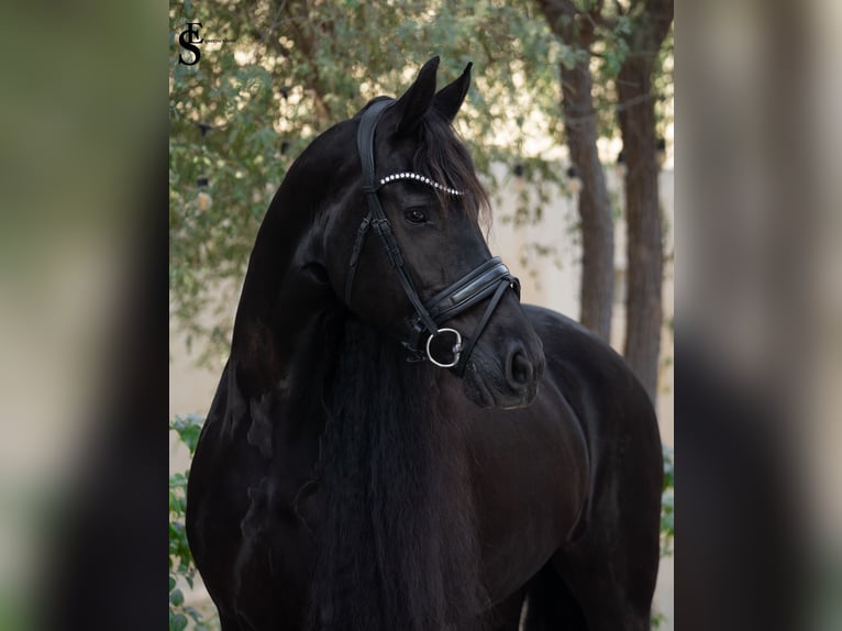 Frisone / Frisone Occidentale Giumenta 9 Anni 164 cm Morello in Dubai