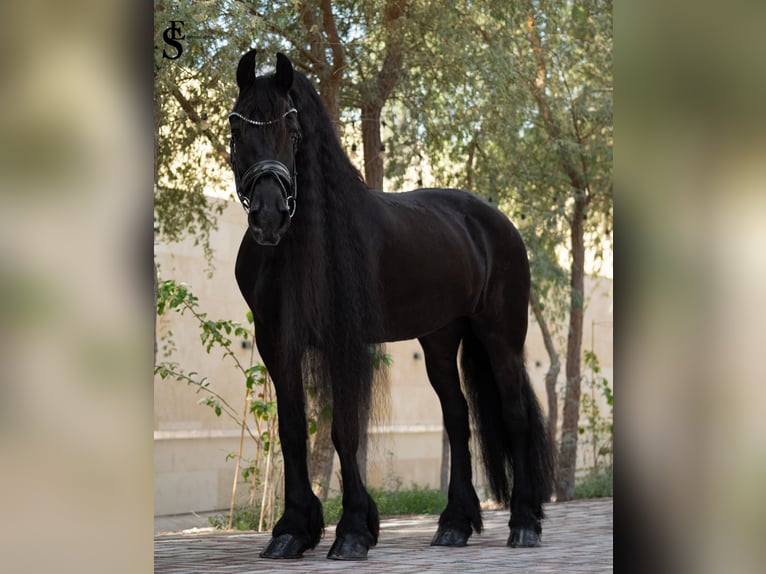 Frisone / Frisone Occidentale Giumenta 9 Anni 164 cm Morello in Dubai