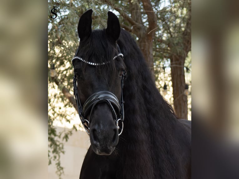 Frisone / Frisone Occidentale Giumenta 9 Anni 164 cm Morello in Dubai